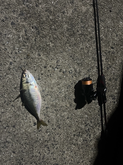 ダイワ 月下美人 EX 68L-T