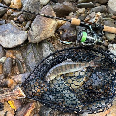 DAIWA SILVERCREEK STREAM TWITCHER 48L