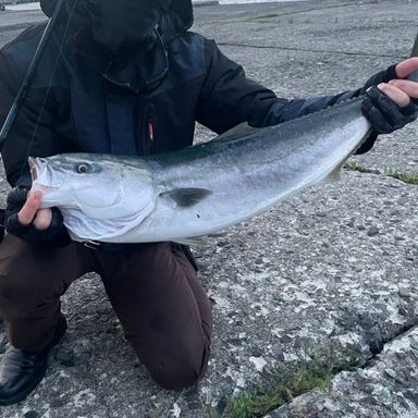 DAIWA SHORE JIGGING X SHORE JIGGING X 100MH ショアジギング X 100MH