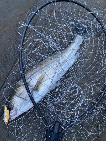 テイルウォーク ベイミックス SSD S76M