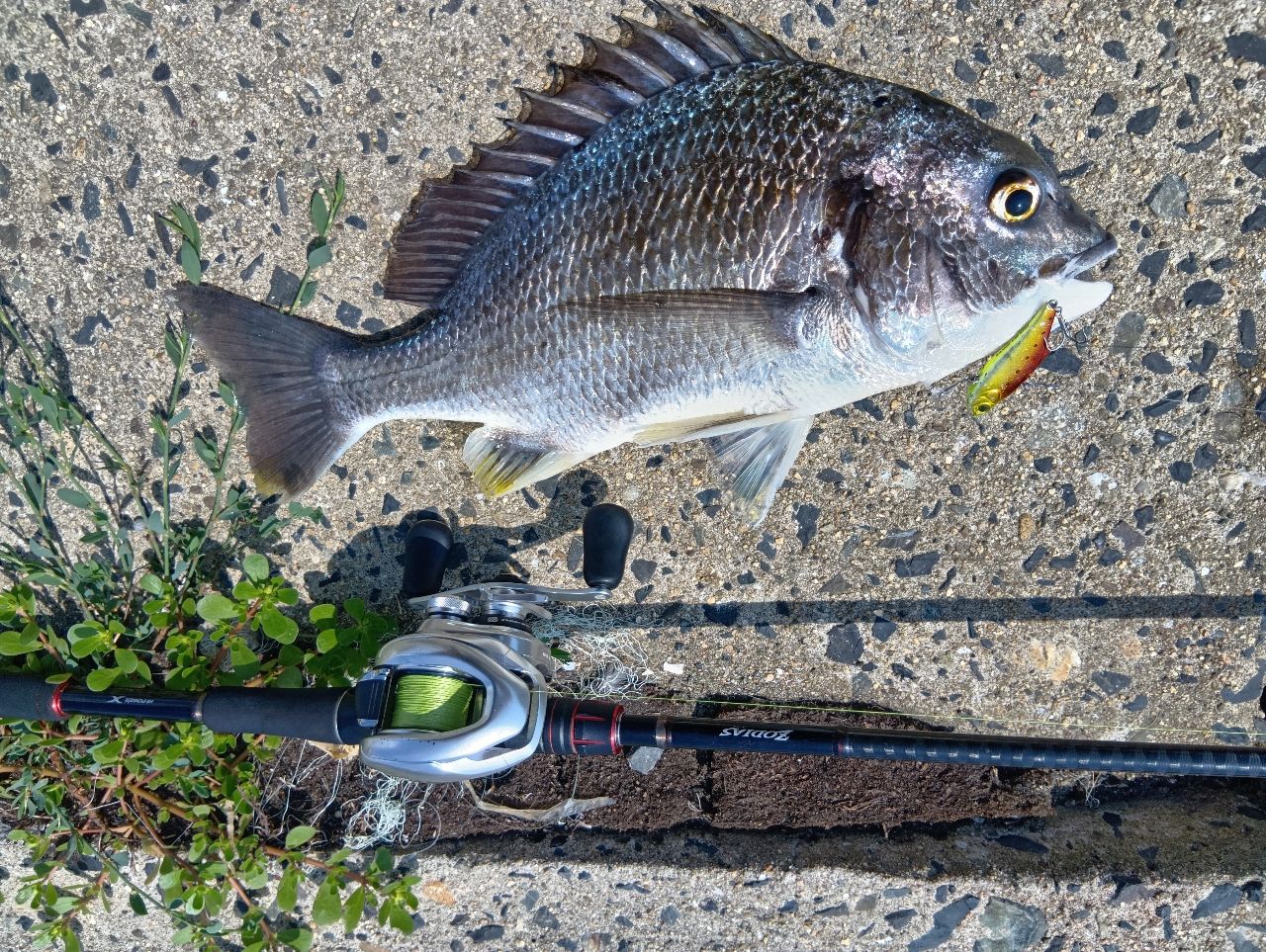 シマノ　20ゾディアス　172MH 172MH 20 ゾディアス 1本 SHIMANO(シマノ) 【通販モノタロウ】
