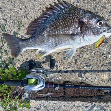 SHIMANO ZODIAS 172MH