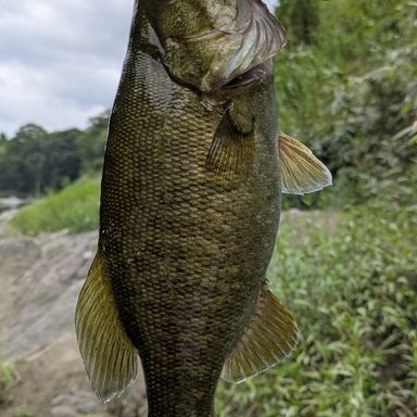 SZM RS-style ＢＬＡＮＫＥＲ　RS-S712ML ブランカー