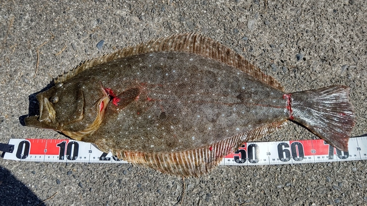 シマノ ピットブル 8 1.2号/200m/グリーン