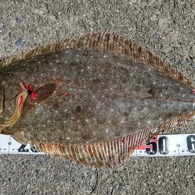 SHIMANO PITBULL 8 1.2号/200m/グリーン