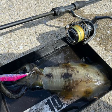 MajorCraft EGIZAUST 3G EZ3-842ML