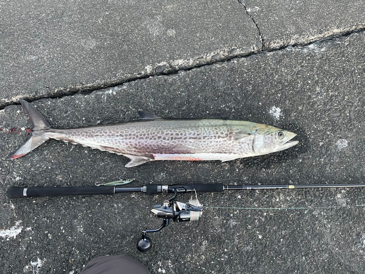 SHIMANO 20コルトスナイパー XR S96MLの最安値・インプレ・釣果 | 本音