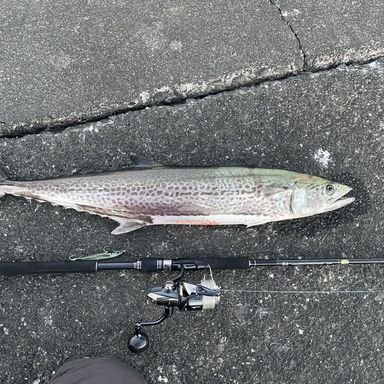 SHIMANO COLTSNIPER XR S96ML