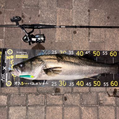 tailwalk 25 OUTBACK S68/86ML-6.5