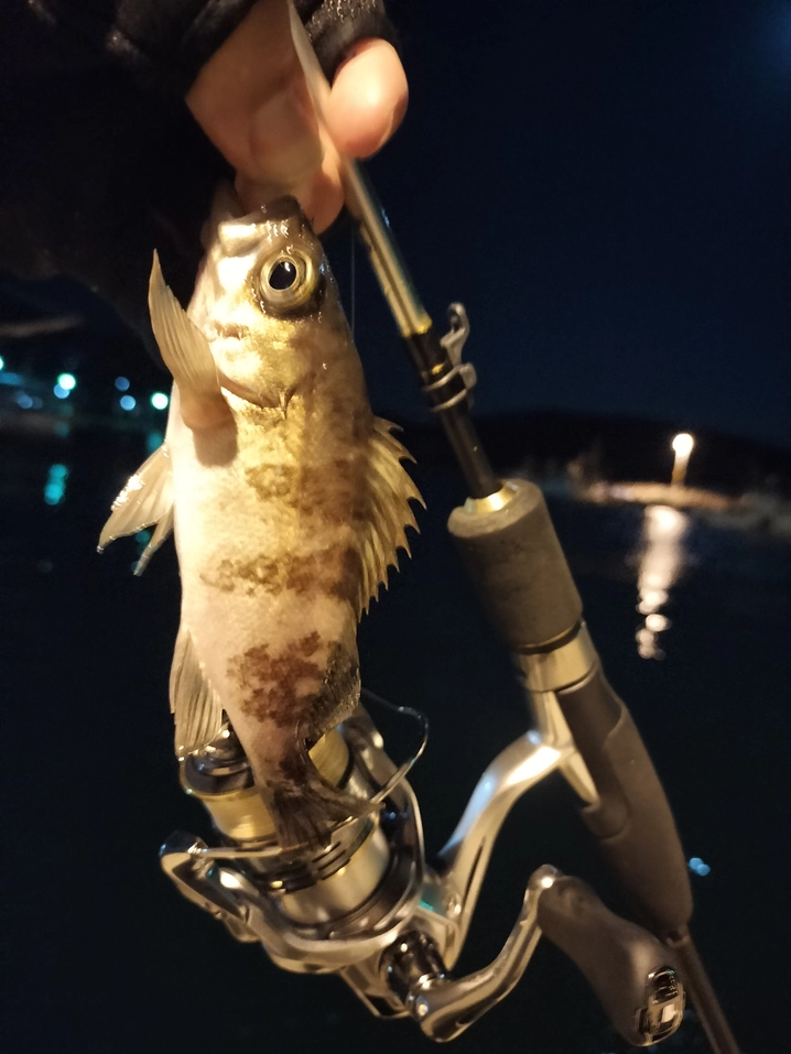 プロマリン ライトエースアジメバル 70ML