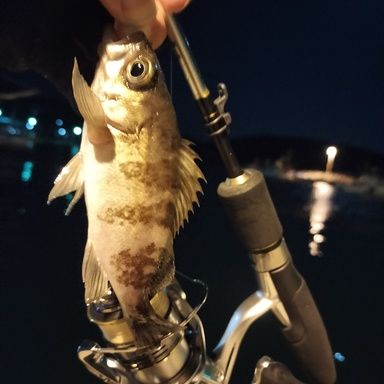 PRO MARINE LIGHT ACE AJI MEBARU 70ML