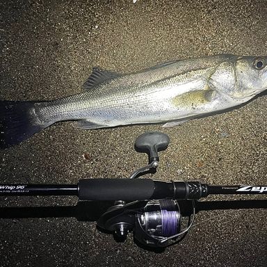 EverGreen Avantgarde The Final Whip 96 ファイナルウィップ96