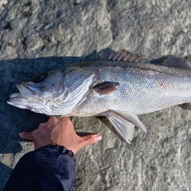 PRO MARINE SURF GAME 96M