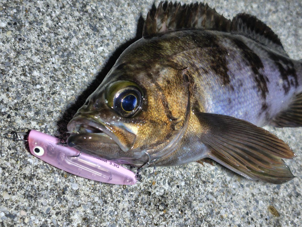 YAMAGA Blanks 20ブルーカレント 3 74の最安値・インプレ・釣果 | 本音