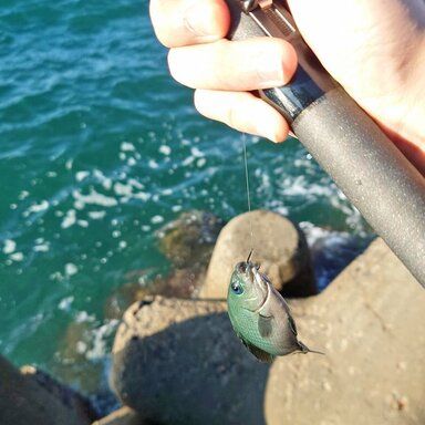 RYOBI SUPER AMORPHOUS PRO TARGET 鱗影 中通し　2号24 鱗影 中通し 2号24尺