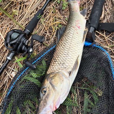 DAIWA 24 TATULA XT 6102MHRB