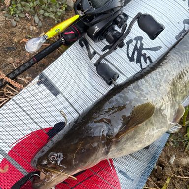 SHIMANO ZODIAS 164L-BFS/2