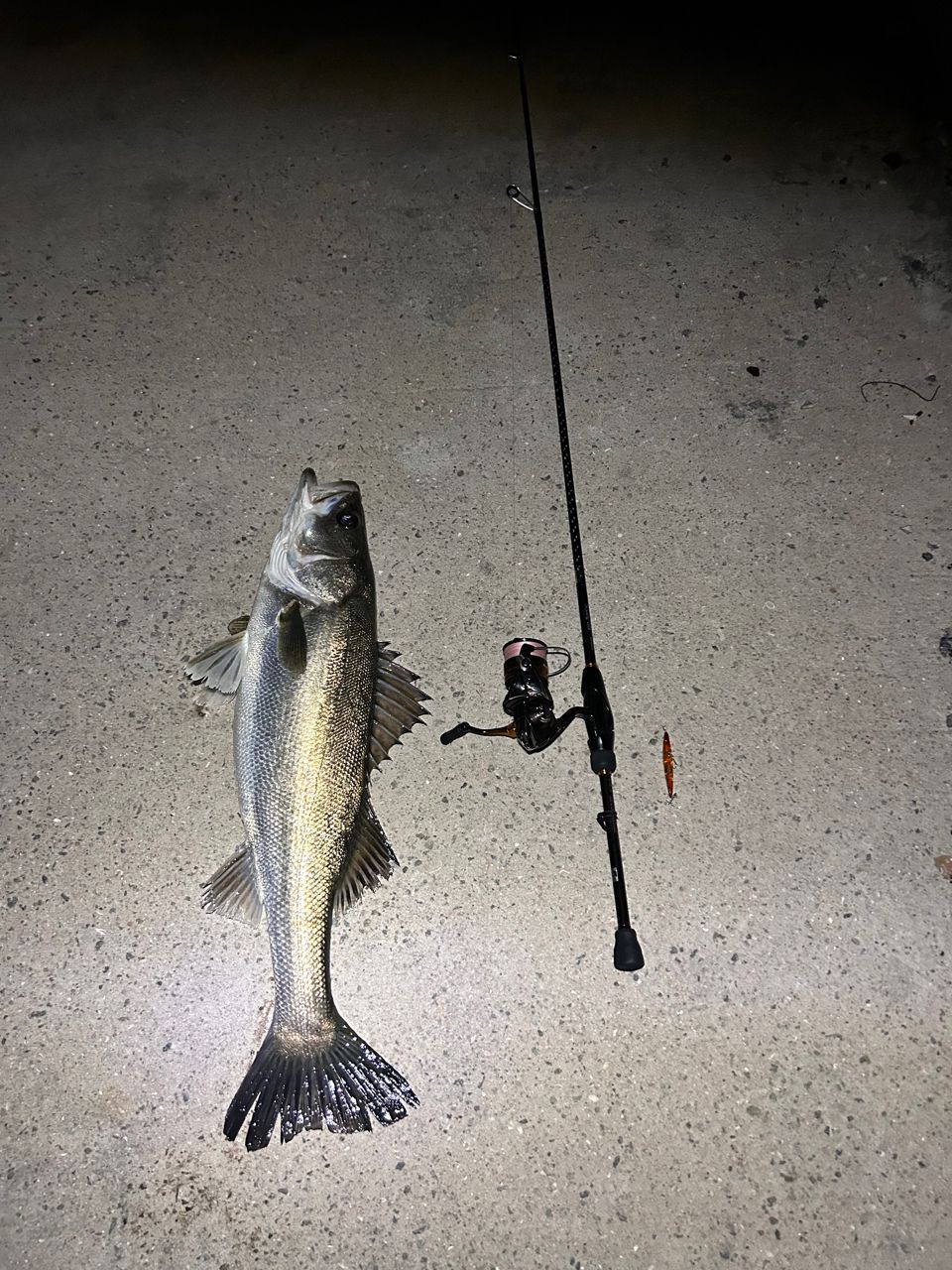 SHIMANO 19ソアレ BB S76UL-Tの最安値・インプレ・釣果 | 本音の口コミ