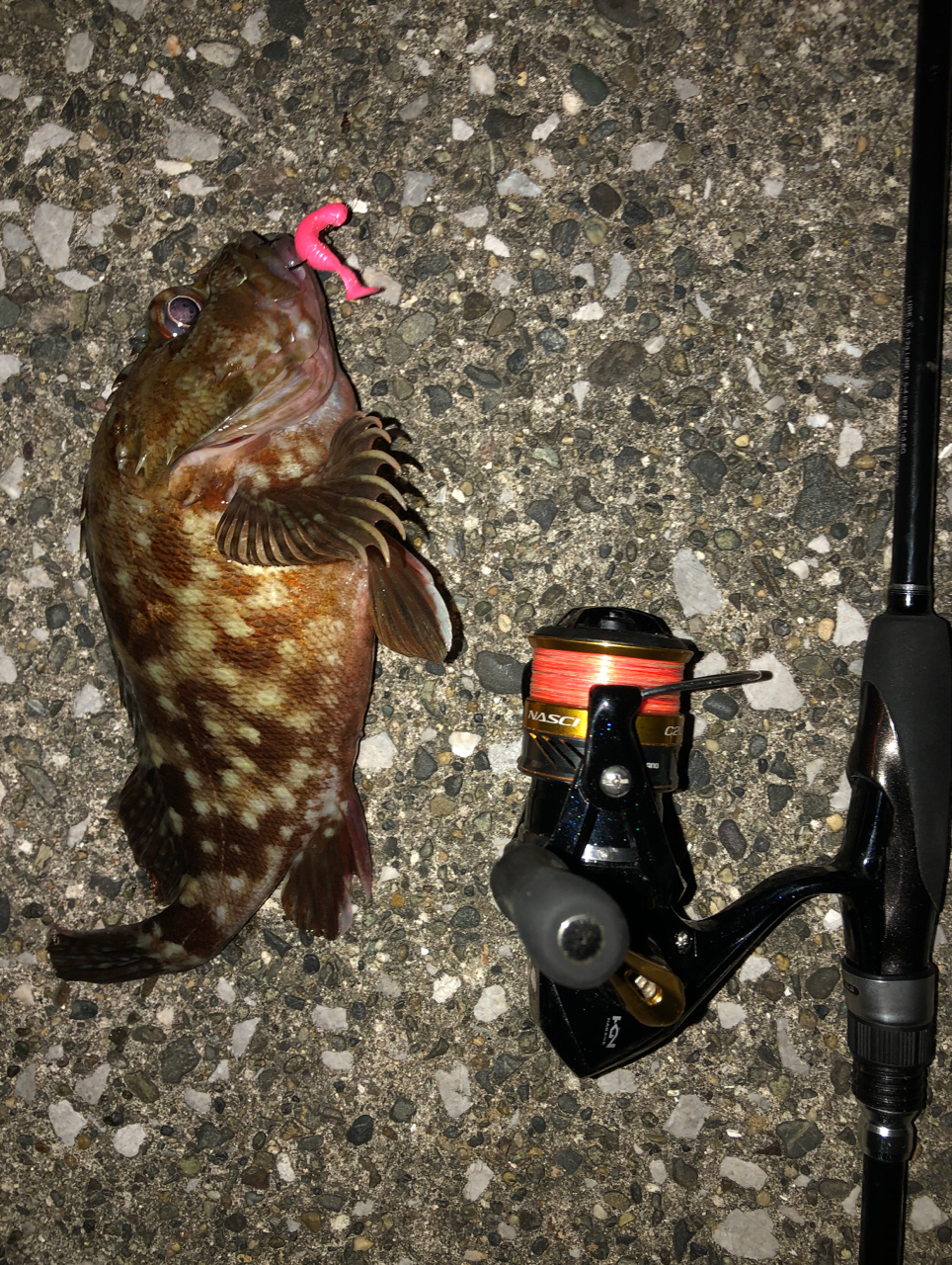 SHIMANO 16ナスキー C2000Sの最安値・インプレ・釣果 | 本音の