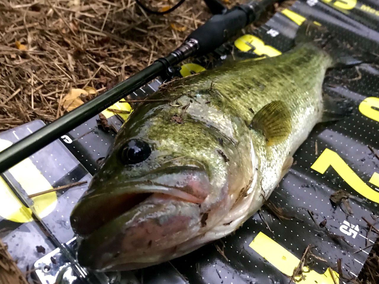 Megabass レヴァンテ JP F2-69LVSの最安値・インプレ・釣果 東京)◇Megabass メガバス レヴァンテ F2-69LVS 4P 穂先1P欠損
