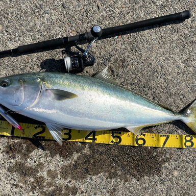 DAIWA CATALINA (’16) 4000H