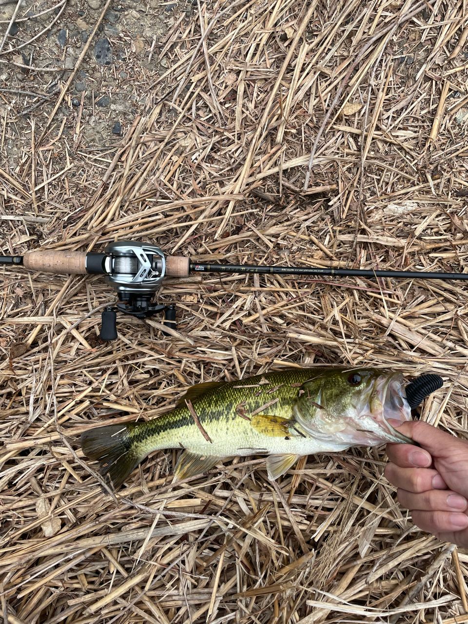 DAIWA 20アルファス SV TW 800Hの最安値・インプレ・釣果 | 本音の