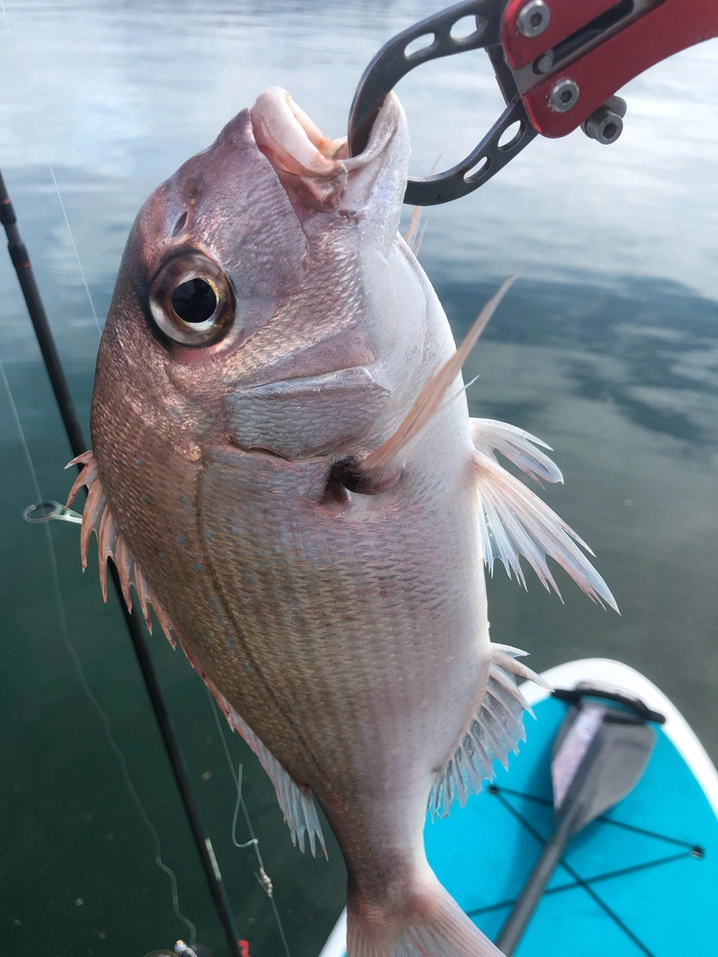 シーガー シーガーでは、ありません！ 3号/12lb/100m/クリア