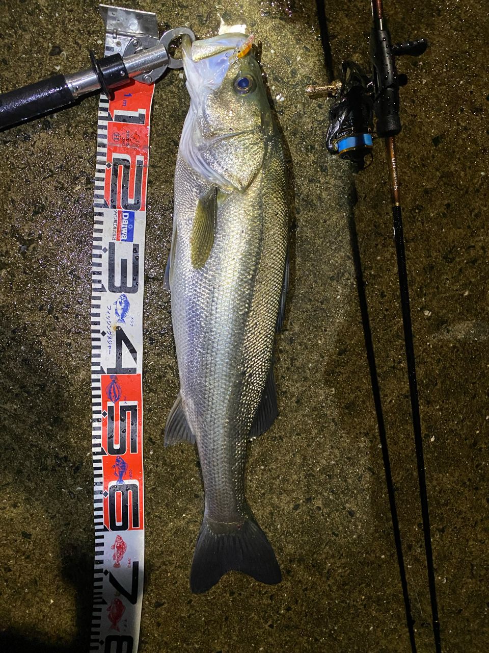 SHIMANO 19ソアレ BB アジング S610L-Sのインプレ一覧 | 本音の口コミ