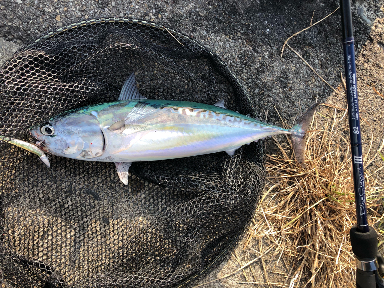 YAMAGA Blanks 20ブルーカレント 3 82の最安値・インプレ・釣果