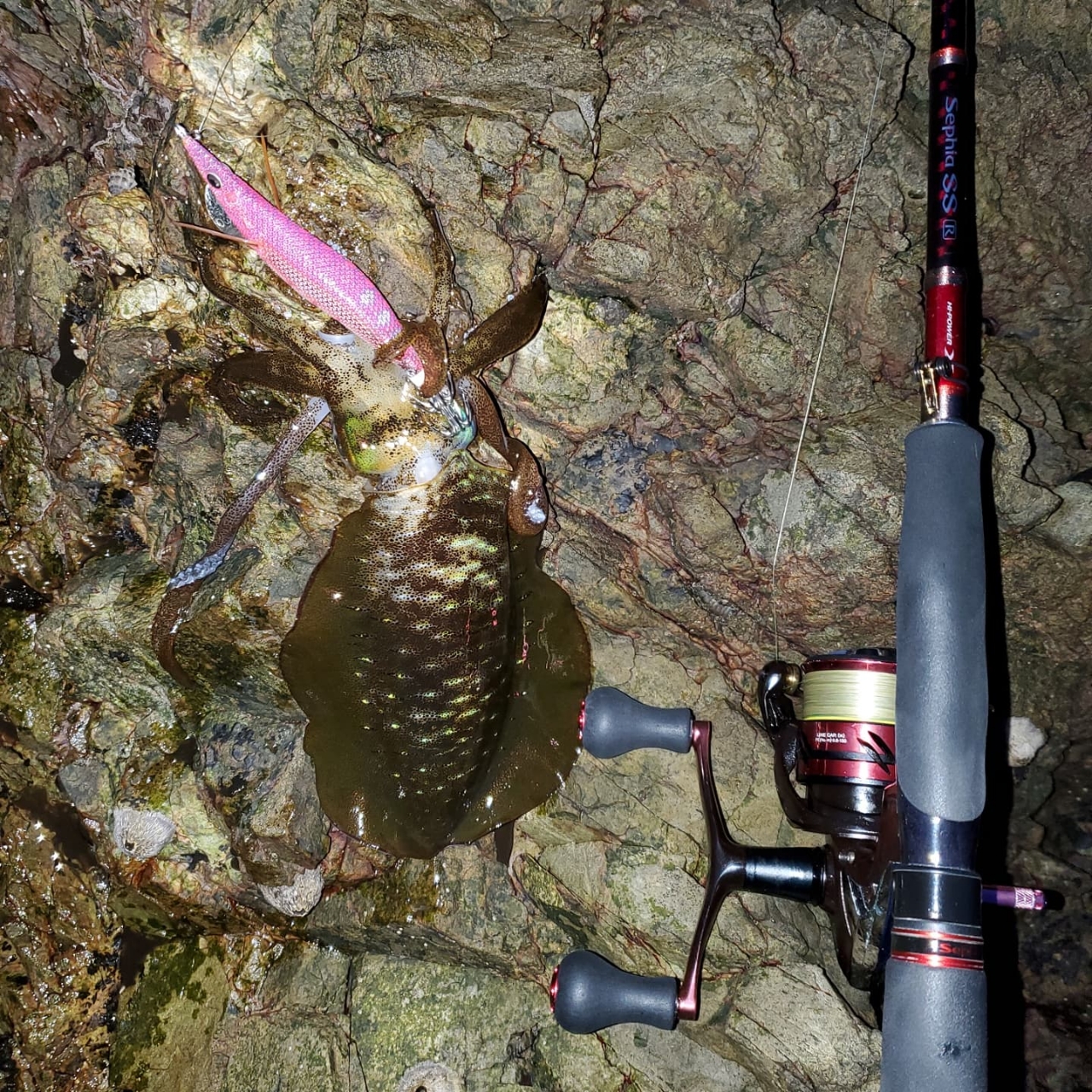 SHIMANO 19セフィア SS C3000SDHの最安値・インプレ・釣果
