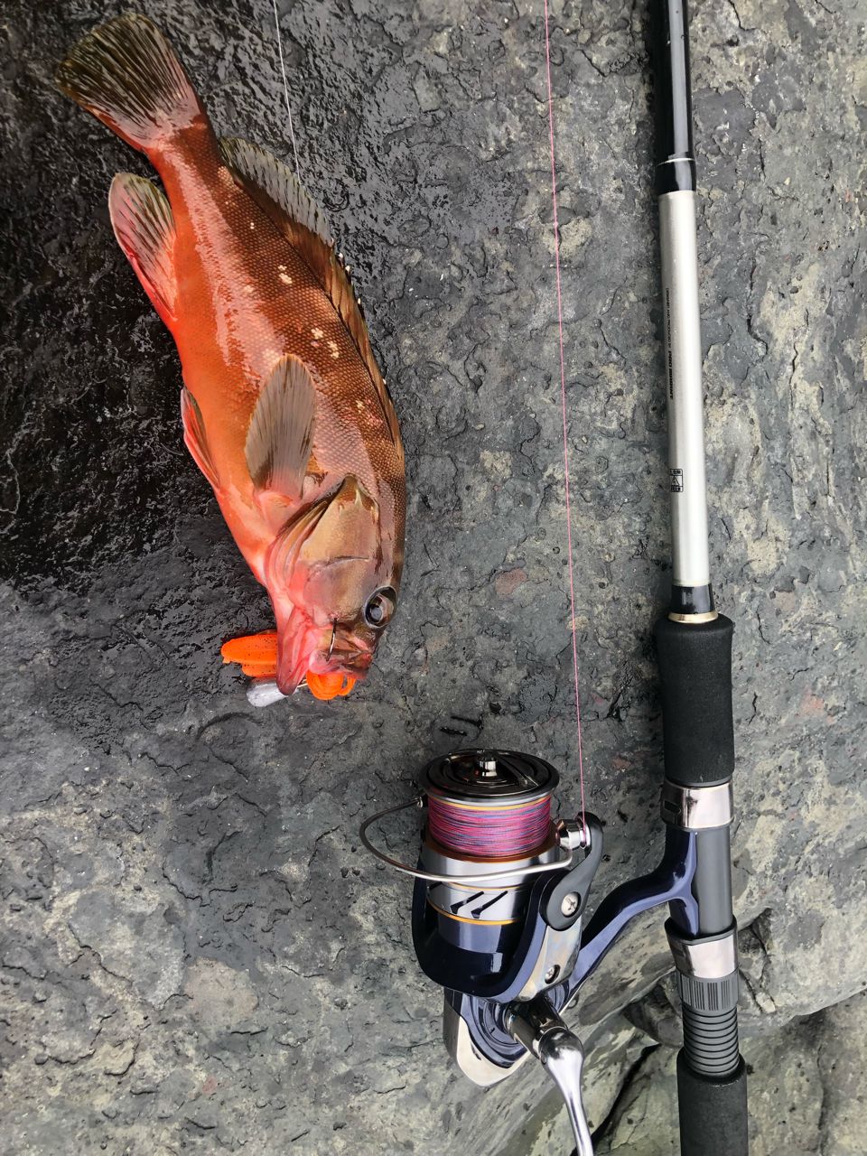 CE258 ダイワ クレスト LT3000-CXH EGstyle 2000DH Ce258 Daiwa Crest Lt3000-Cxh Egstyle 2000Dh | eBay