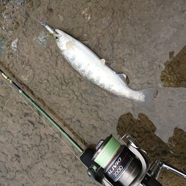 SHIMANO LURE MATIC S60UL