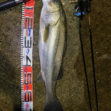 VARIVAS Avani LightGame SUPER PREMIUM PE X4 0.4号/8.5lb