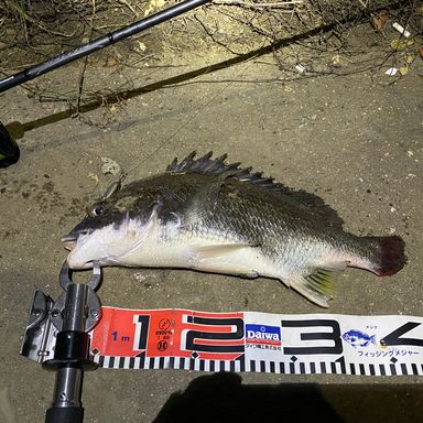 SHIMANO DIALUNA S86ML