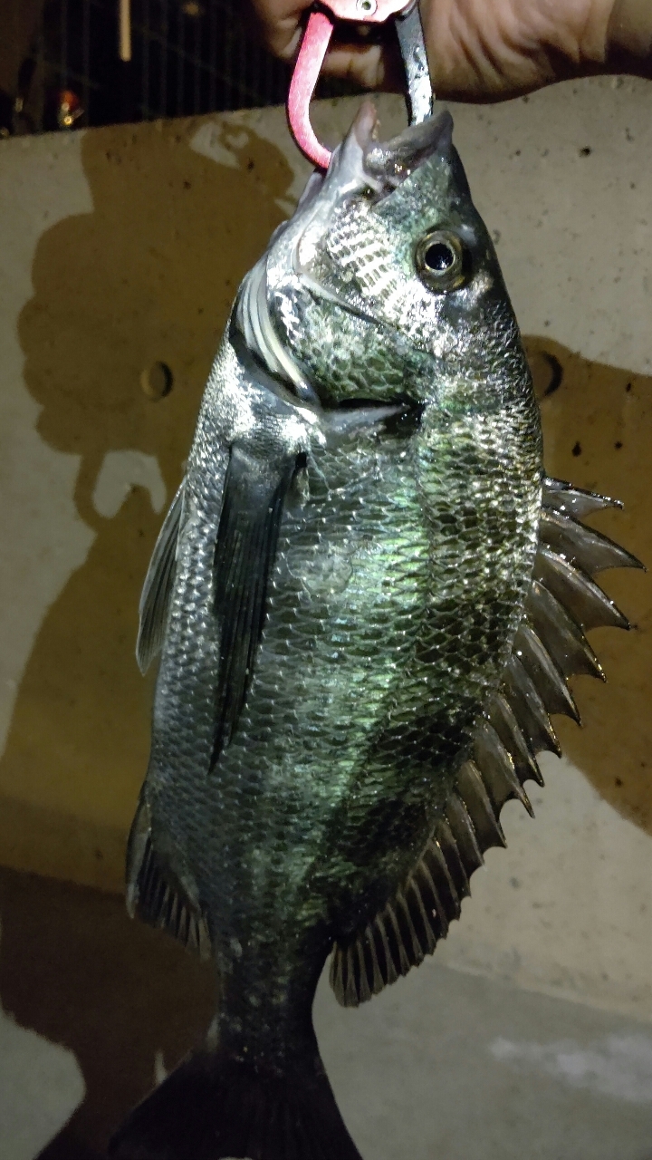 SHIMANO 19スコーピオン 2701FF-2のインプレ一覧 | 本音の口コミ SHIMANO 19スコーピオン 2701FF-2のインプレ一覧 | 本音の口コミ