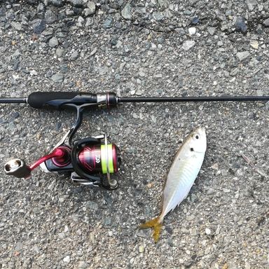 DAIWA 11月下美人 MX LT1000S-P