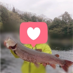 DAIWA 16イプリミ 62ULの最安値・インプレ・釣果 | 本音の口コミ DAIWA 16イプリミ 62ULの最安値・インプレ・釣果 | 本音の口コミ