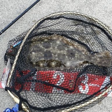 YAMAGA Blanks Early for Seabass Early 93M