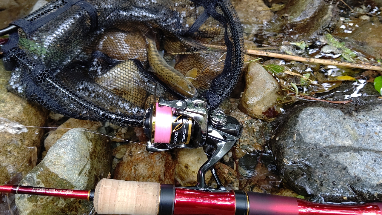 SHIMANO 20ツインパワー C2000SHGの最安値・インプレ・釣果
