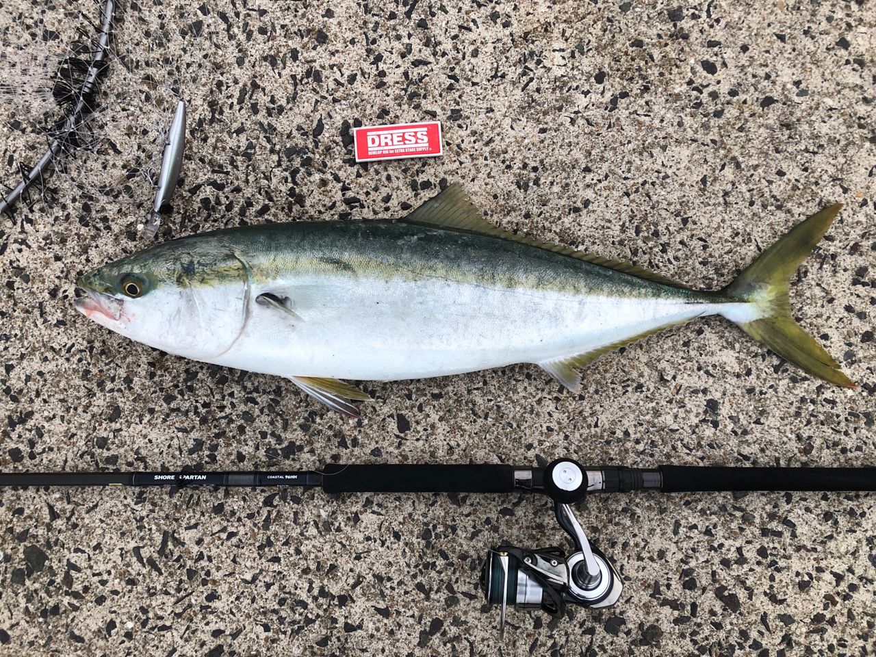 DAIWA 21セルテート SW 6000-XHの最安値・インプレ・釣果 | 本音の