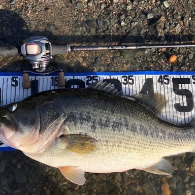 DAIWA HEARTLAND 742HRB-SV12 疾風 BIWAKO SPEC.