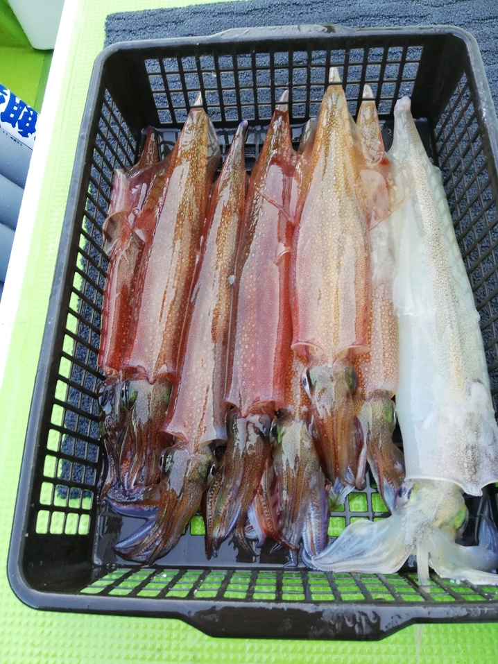 ダイワ ヤリイカ X MH-175