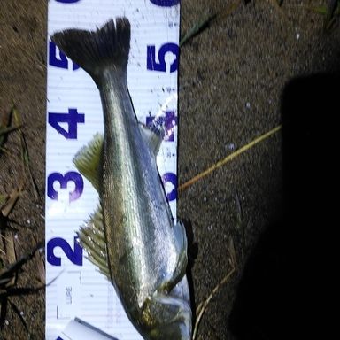 YAMAGA Blanks Ballistick TZ NANO 86M