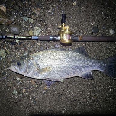 TULALA Corona 89MSC-HX