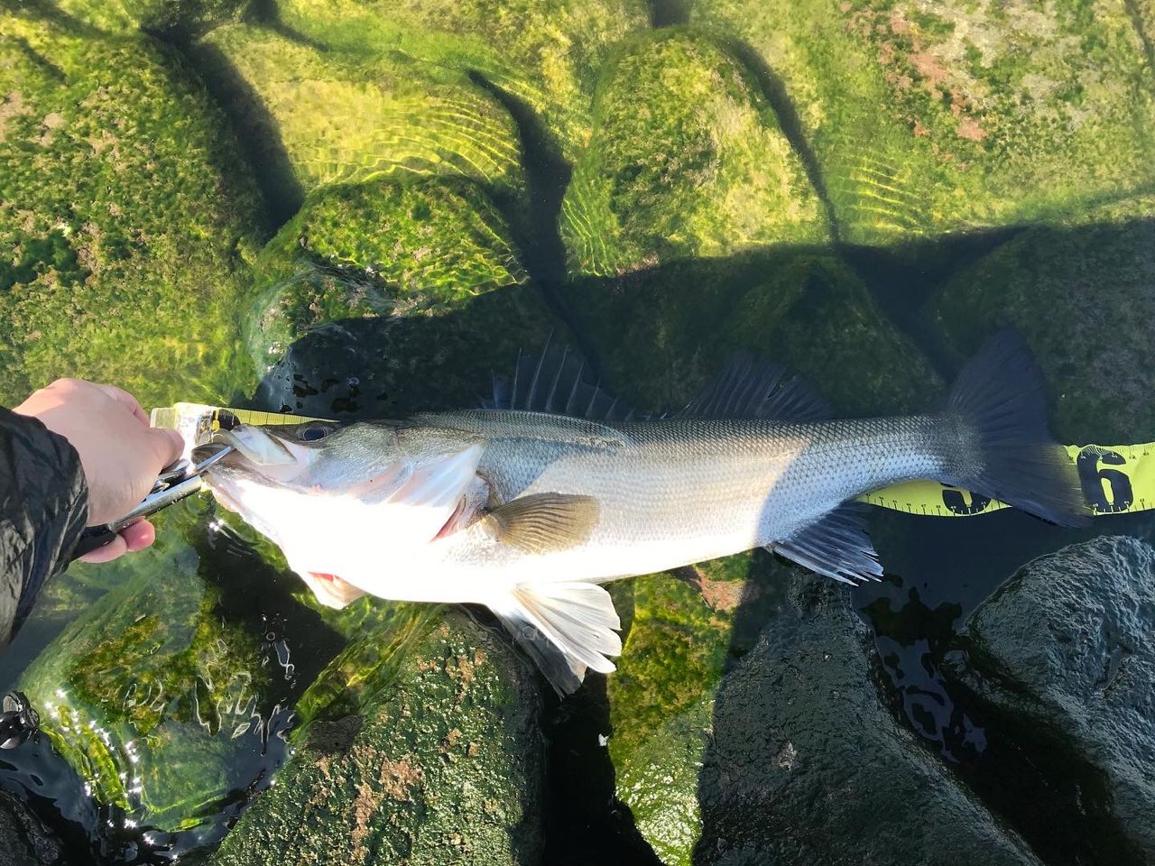 MajorCraft ファーストキャスト シーバスのインプレ一覧 | 本音の