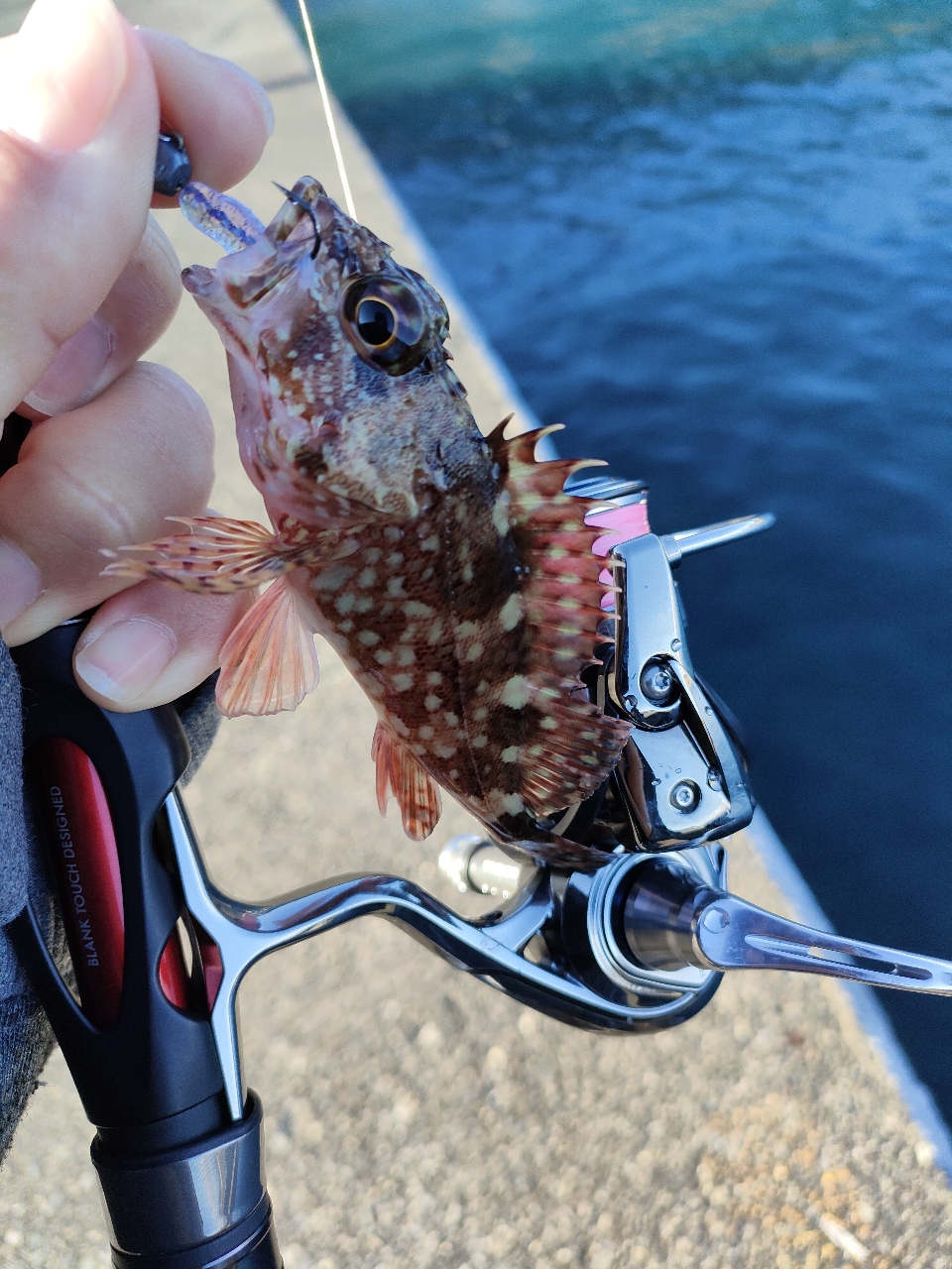 AbuGarcia エラディケーター リアルフィネス ERFS-67SULT-ST-TZの最安値・インプレ・釣果 |  本音の口コミが集まる釣具通販「TACKLE BOX」