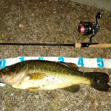 DAIWA BLACK LABEL SG 682L/MLXS-ST