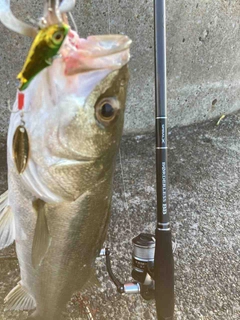 SHIMANO 23ボーダレス BB 380M-Tの最安値・インプレ・釣果 SHIMANO 23ボーダレス BB 380M-Tの最安値・インプレ・釣果