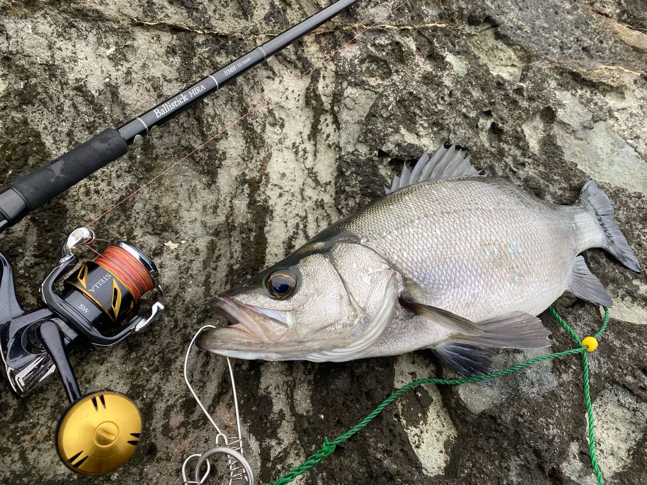 SHIMANO 19ステラ SW 5000XGの最安値・インプレ・釣果 | 本音の口コミ