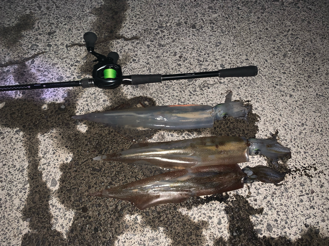 SHIMANO 18ハードロッカー B810MH+の最安値・インプレ・釣果